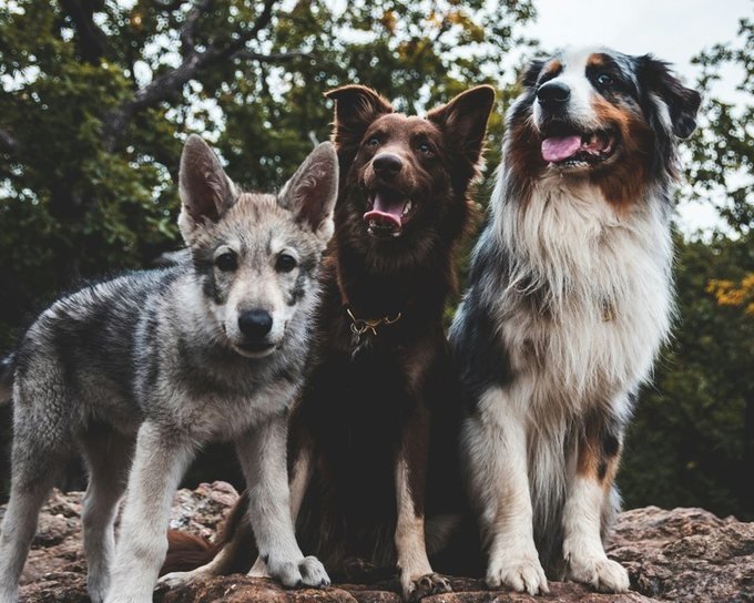 Rocco, Toro & Moro